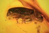 Detailed Fossil Beetle (Coleoptera) With Spider Thread In Baltic Amber #109441-2